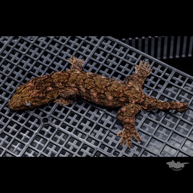 Canawa Brosse High color