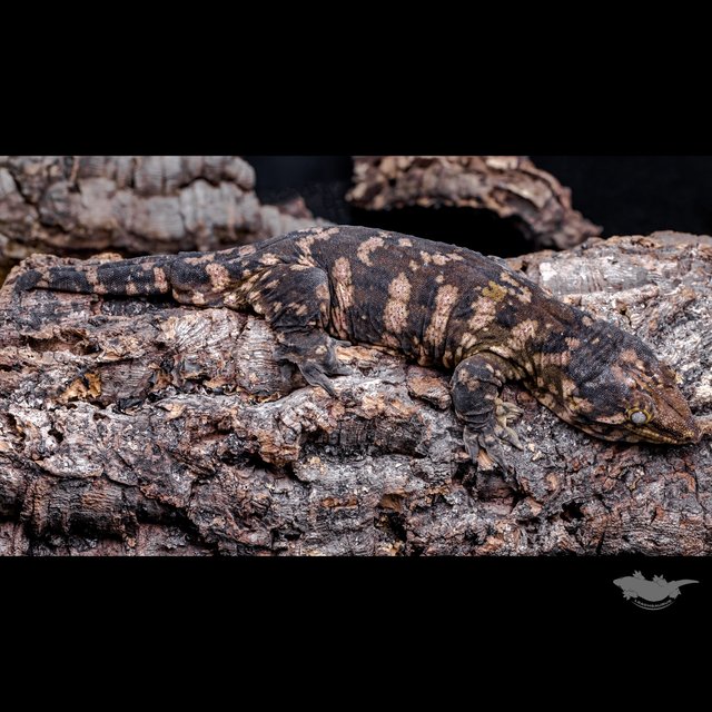 하키토 헷 멜라니스틱