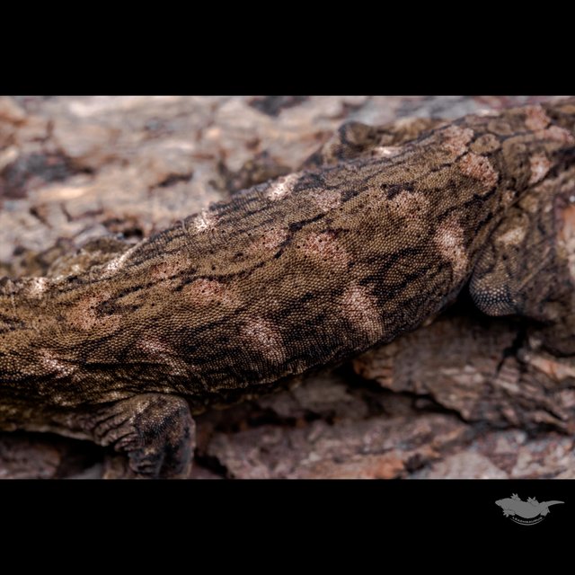 GT 코기스 프리델 헷 멜라니스틱 레드바