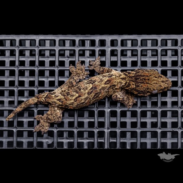 하이 컬러 브로쓰 카나와