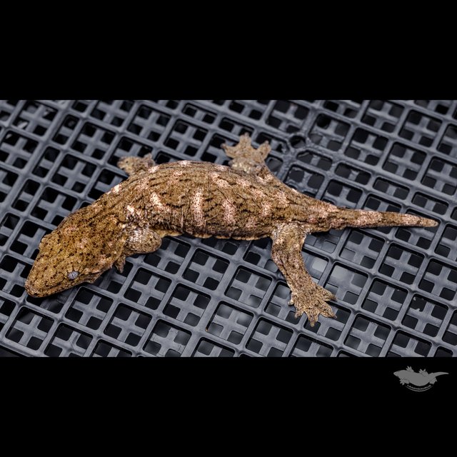 Brosse High color Canawa