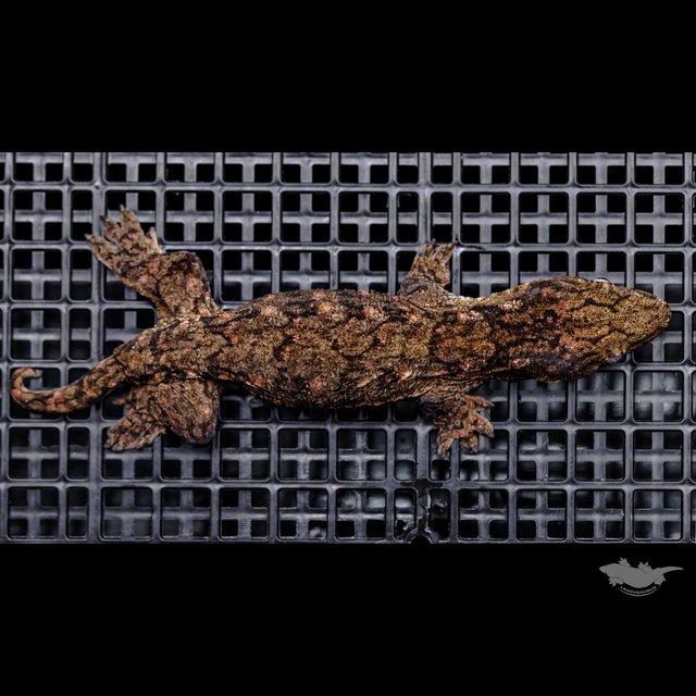 Canawa High color Brosse