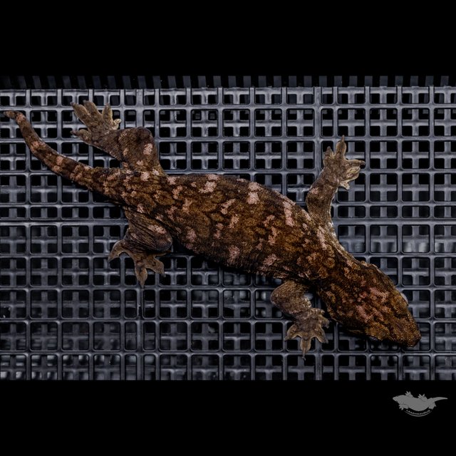 Het melanistic Darth maul