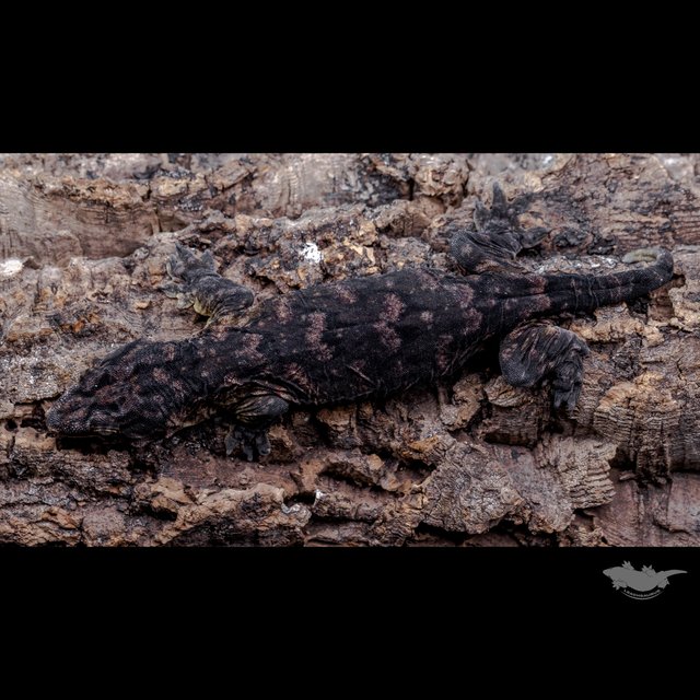 High color Melanistic