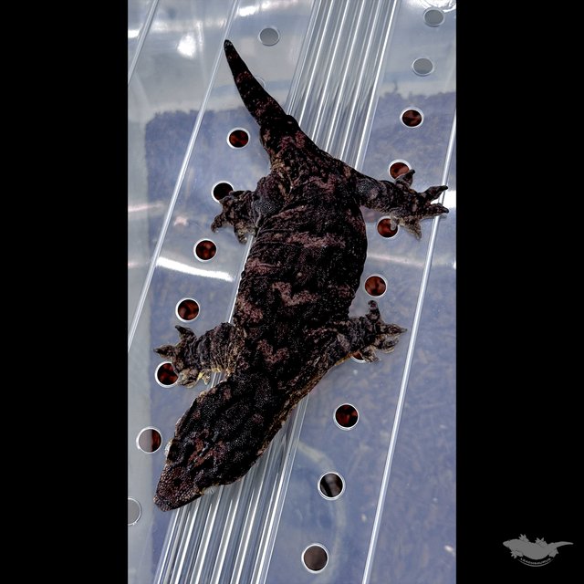 GT 코기스 멜라니스틱