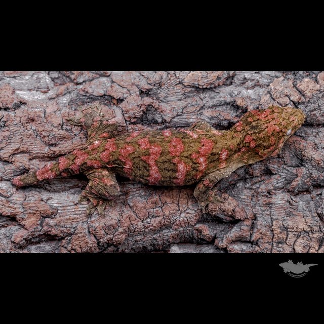 High color Het melanistic