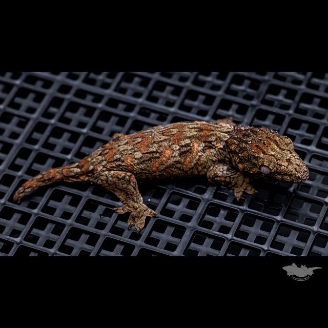 GT 코기스 레드바