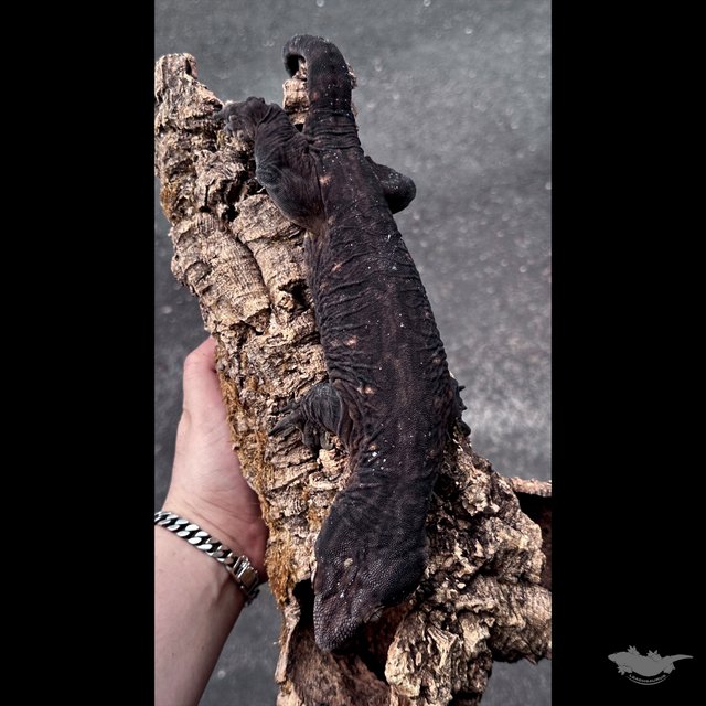 Darth maul Melanistic Leapin Leachies