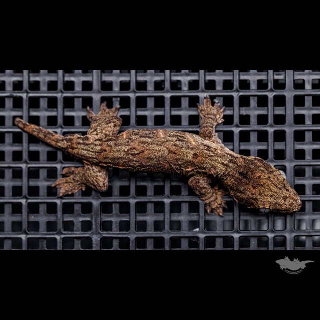 Red bar Darth maul Troeger Het melanistic Leapin Leachies