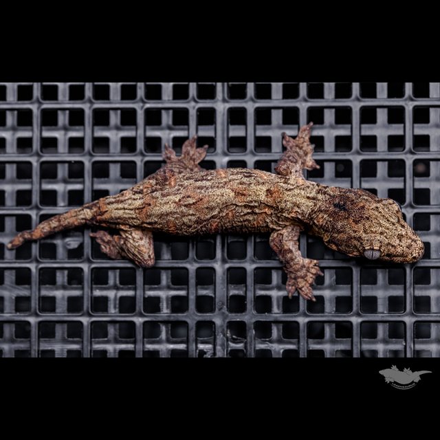 Darth maul Leapin Leachies Troeger Het melanistic Red bar