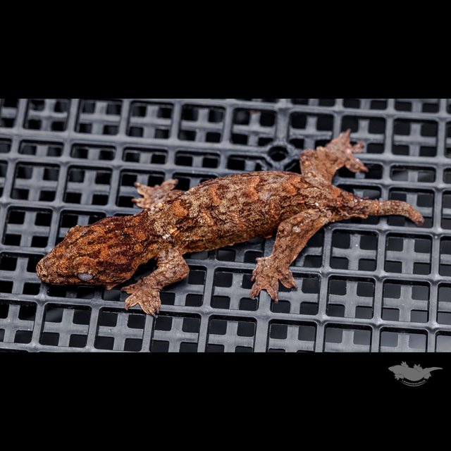 High color Het melanistic