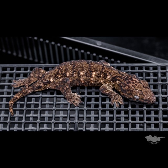 Canawa High color Brosse