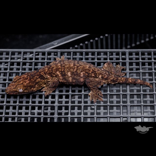 Darth maul Het melanistic