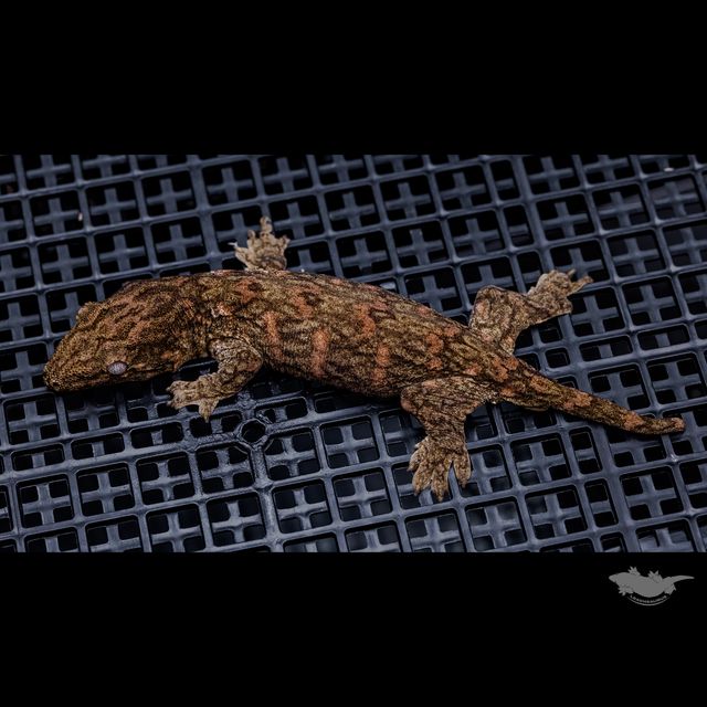 리핀리치스 다스몰 헷 멜라니스틱