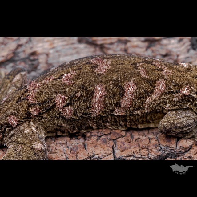 High color Canawa Brosse