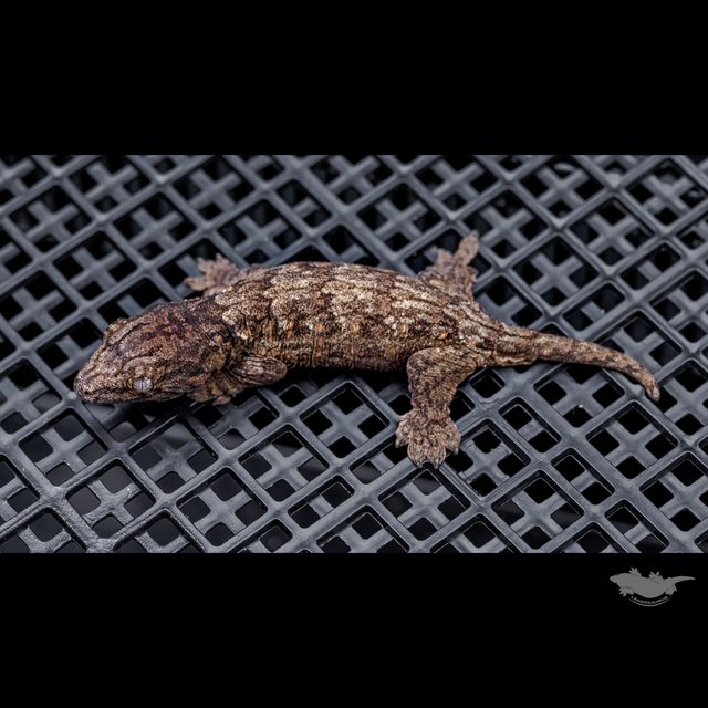 High color Canawa Het melanistic