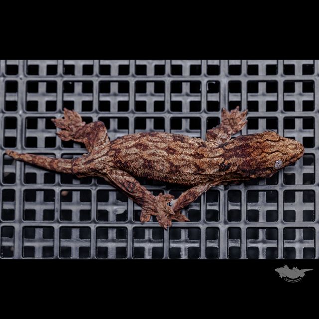 리핀리치스 다스몰 하키토 레드바 헷 멜라니스틱