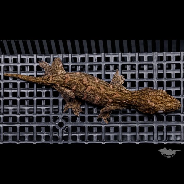 Het melanistic Darth maul