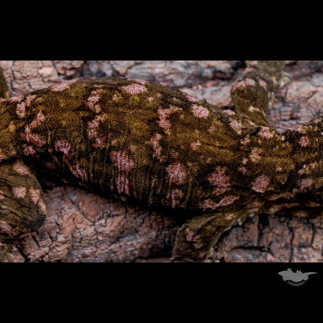 Het melanistic Darth maul