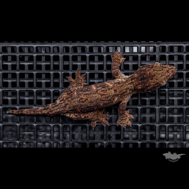 Leapin Leachies Troeger Het melanistic Red bar Darth maul