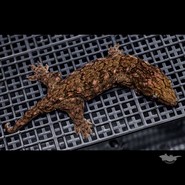 Canawa Brosse High color