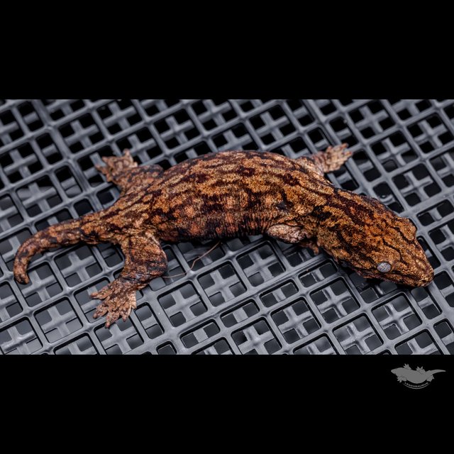 Het melanistic Leapin Leachies Harkito Red bar Darth maul