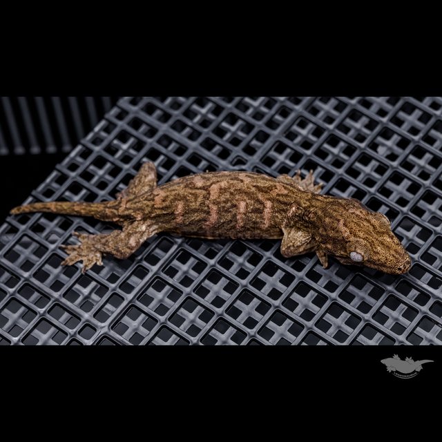 Het melanistic Darth maul