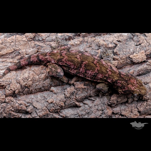 Darth maul Type A Het melanistic