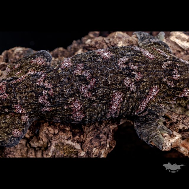 GT 코기스 프리델 헷 멜라니스틱