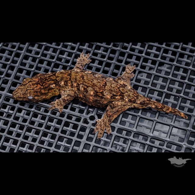 하이 컬러 브로쓰 카나와