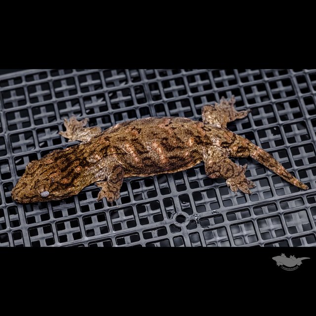 Brosse Canawa High color