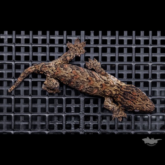 Canawa Brosse High color