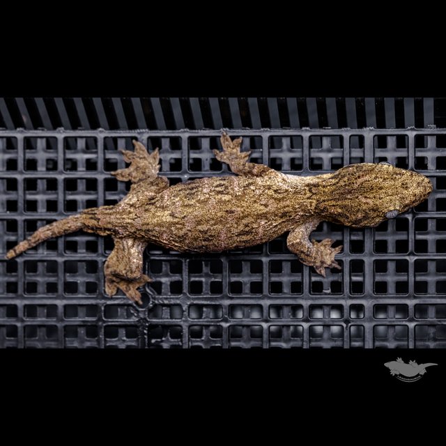 하이 컬러 누아나