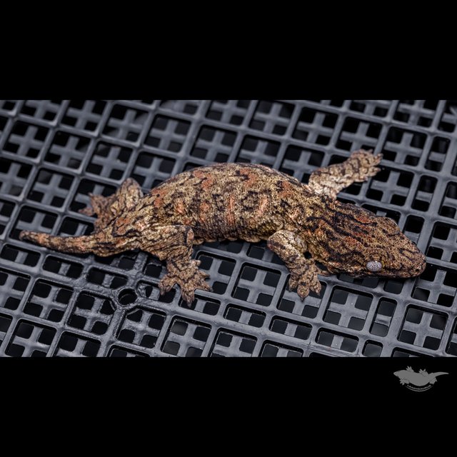 Canawa Brosse High color