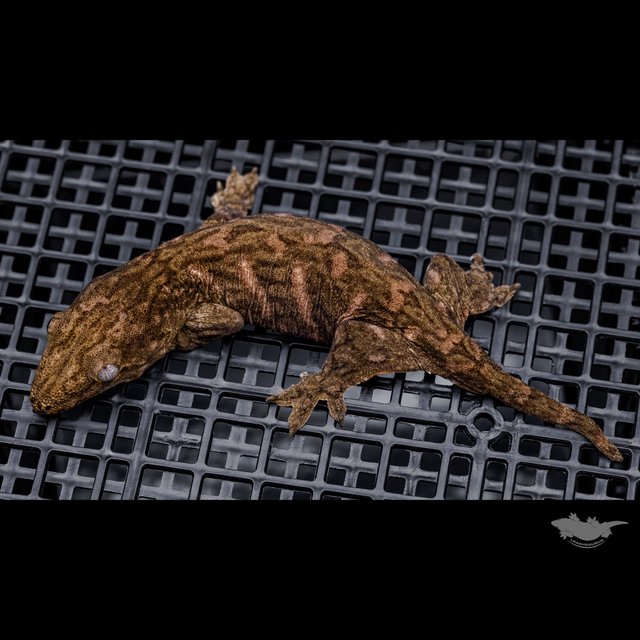 Het melanistic Darth maul