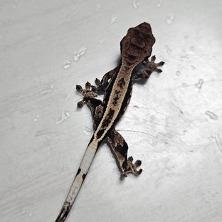 카푸치노 다크 풀핀