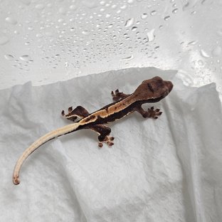 릴리100%헷아잔틱