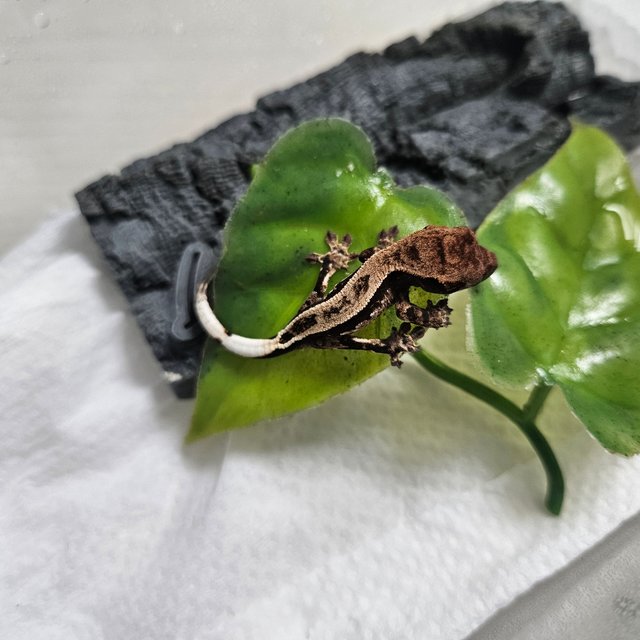 카푸치노 다크 풀핀