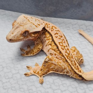 블라즈