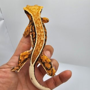 골프(바브)