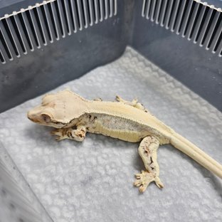 테리