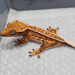 노멀 텐저린 트라이 풀핀 화이트핀