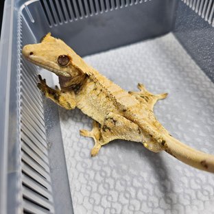 노멀 트라이 드리피 화이트스팟