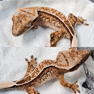 이든×골프