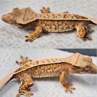 이든×골프