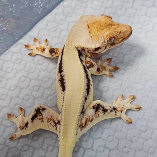 릴리화이트 텐저린 트라이 솔리드백