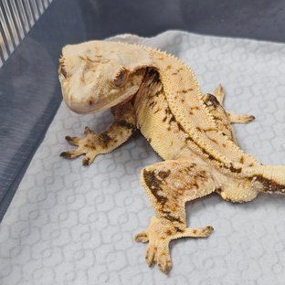 노멀 트라이 화이트스팟 텐저린