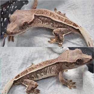 푸키×블라즈