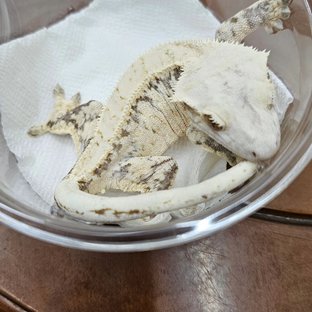 바흐