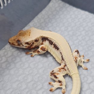 릴리화이트 텐저린 트라이 솔리드백